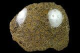 Polished Fossil Coral (Actinocyathus) - Morocco #136291-1
